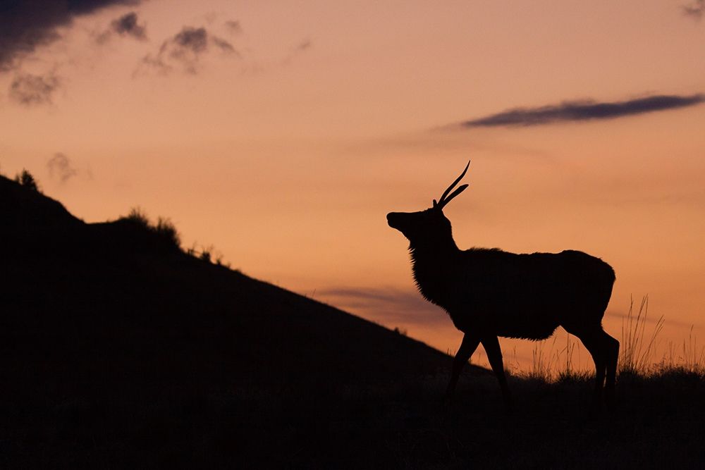 Young Bull Elk-Sunset Silhouette